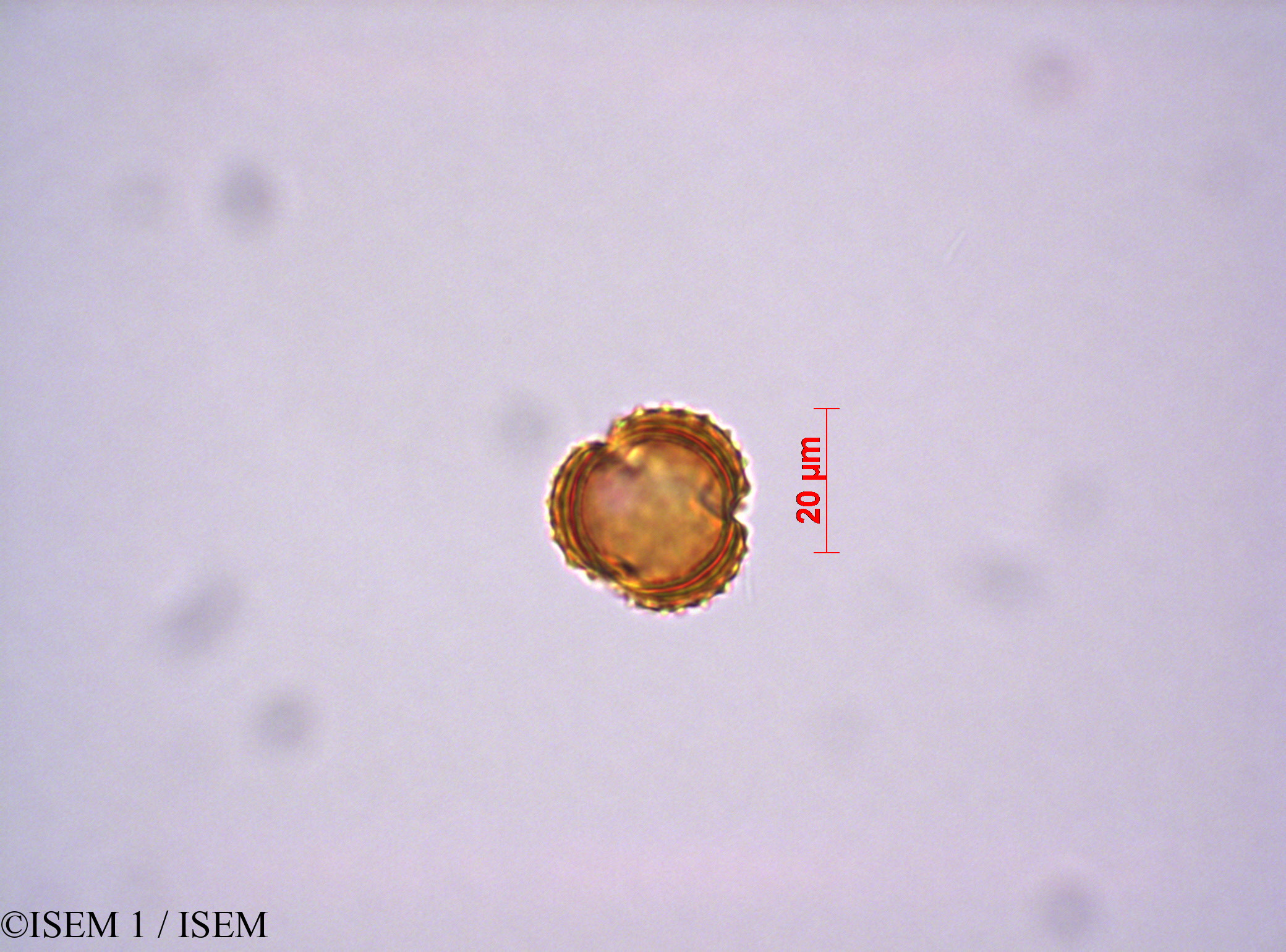ISEM 1/Loricaria_antisanensis_29059/Loricaria_antisanensis_29059_0002(copy).jpg